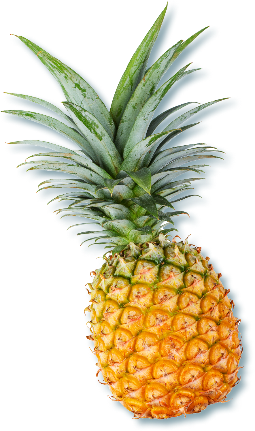 Un ananas avec ses feuilles encore sur le fruit